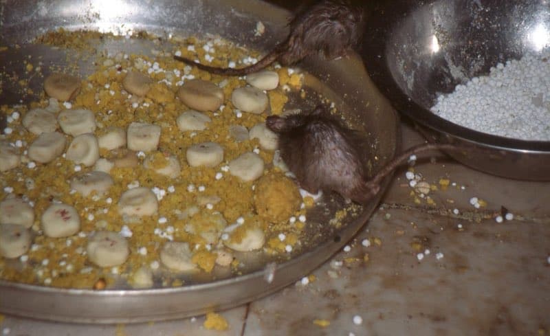 Karni Mata Temple (Rat Temple)