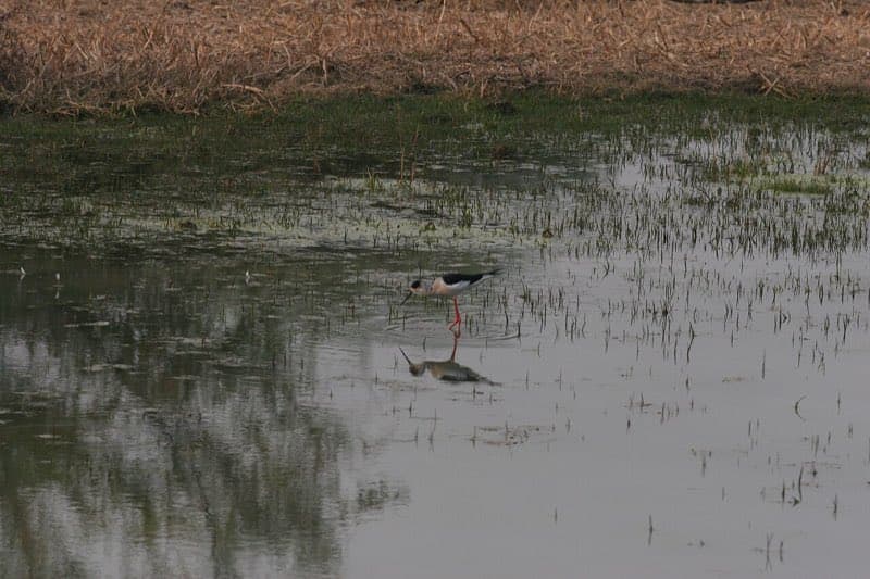 Keoladeo National Park (Bharatpur)