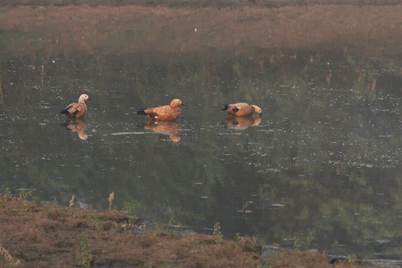 Keoladeo National Park (Bharatpur)