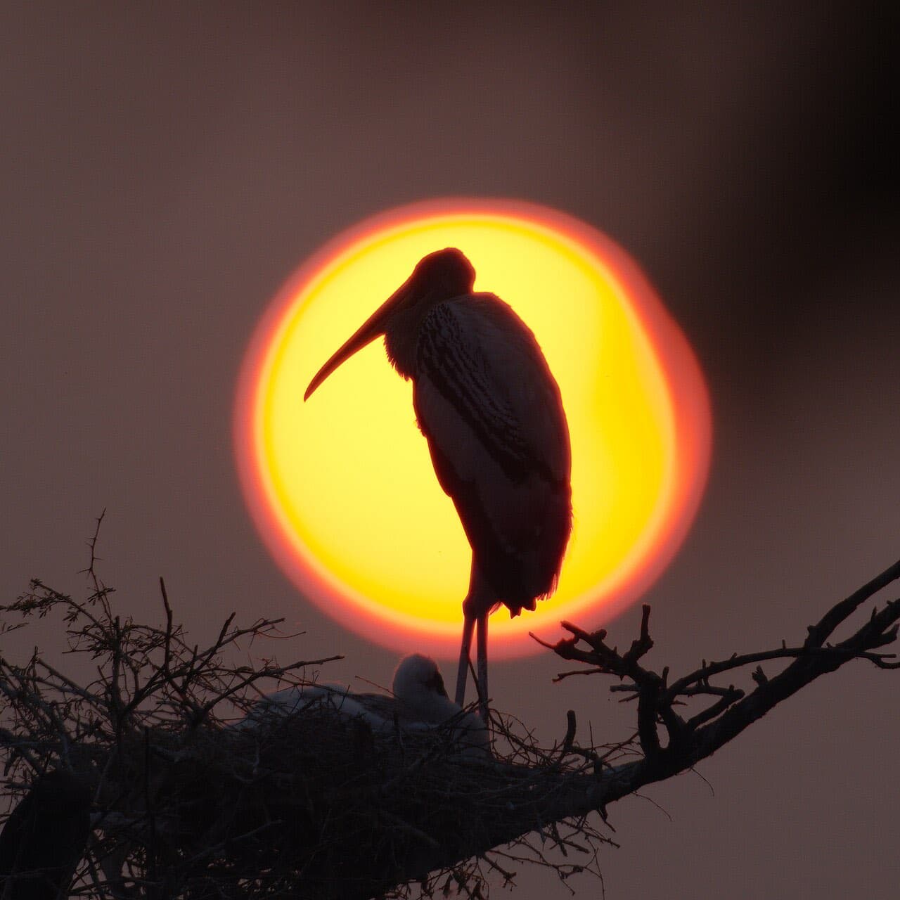 Keoladeo National Park (Bharatpur), Bharatpur