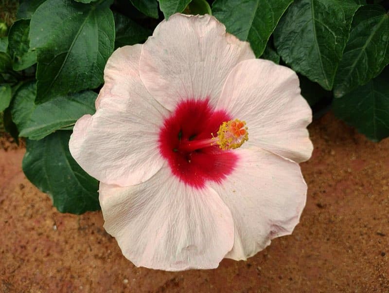 Lalbagh Botanical Garden