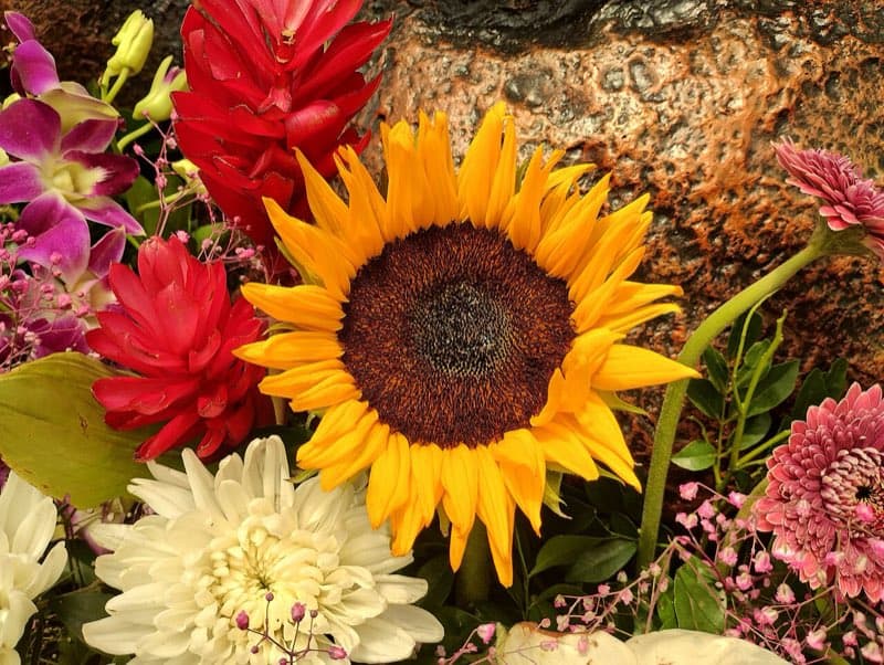 Lalbagh Botanical Garden