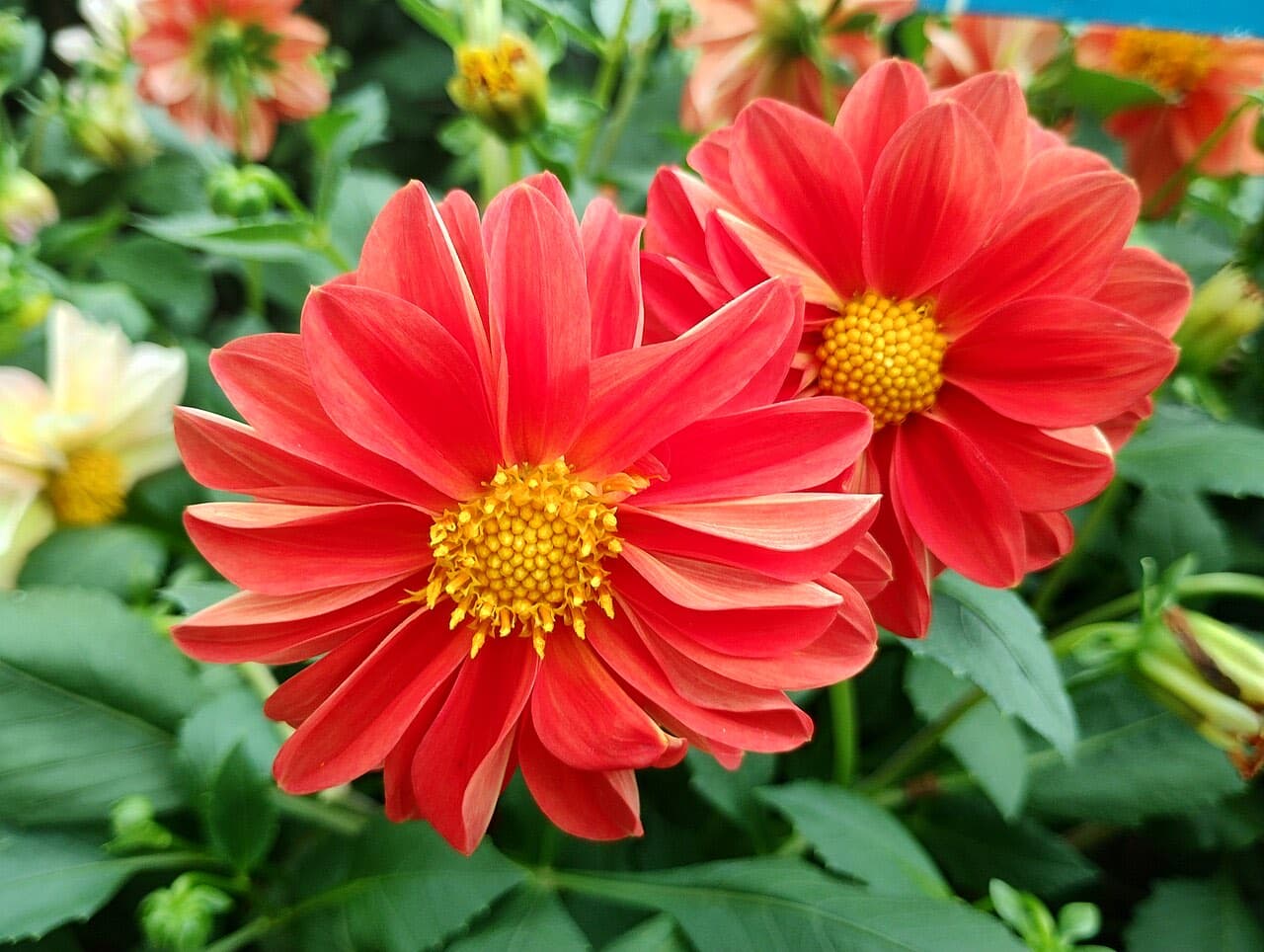 Lalbagh Botanical Garden, Bengaluru