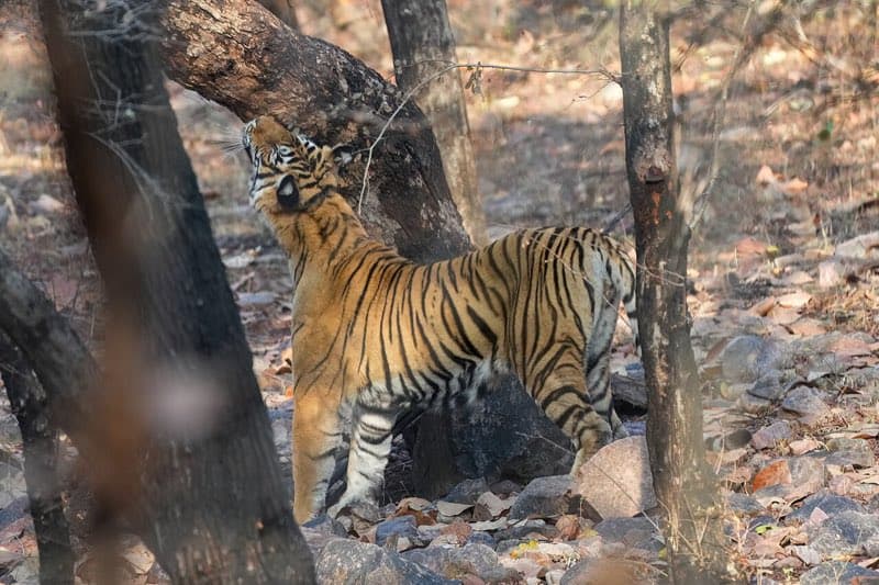 Ranthambore National Park