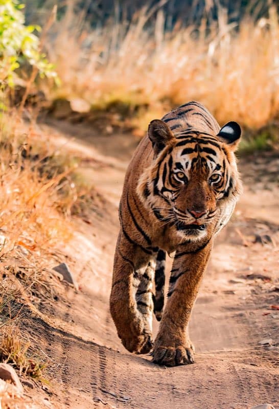 Ranthambore National Park