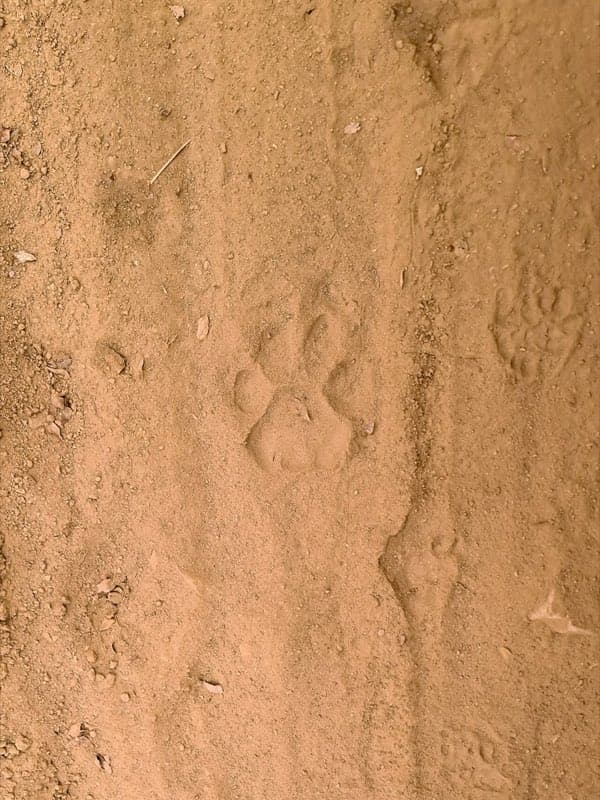 Ranthambore National Park