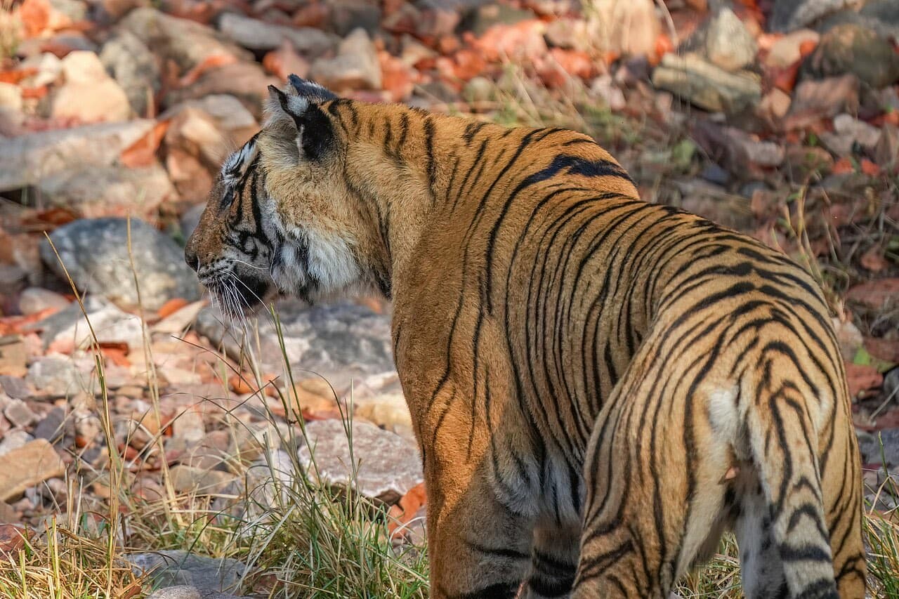 Ranthambore National Park, Sawai Madhopur